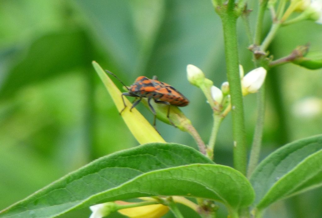 Spilostethus pandurus (Lygaeidae)